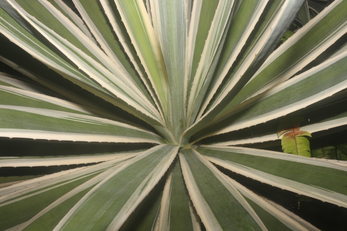 Agave angustifolia Haw.